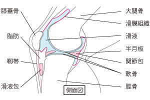 図：関節のしくみ