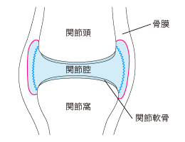 図：関節のしくみ